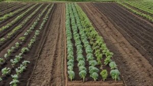 Как прореживать морковь и свеклу, чтобы получить крупные корнеплоды - Советы огородные