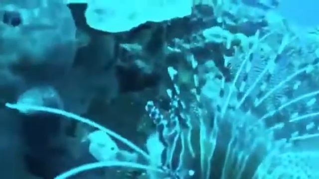 Scorpion Fish - Nusa penida,bali I смотреть онлайн
