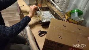 Распаковка попугаев неразлучников