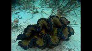 Ракушки тридакны на острове Самал (Филиппины)