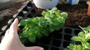 ЗИМНЯЯ ТЕПЛИЦА ИРКУТСК 89086553950