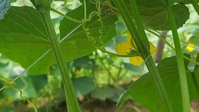 Dưa leo chịu nhiệt NH688 sau trồng 28 ngày tại Lý Nhân- Hà Nam. смотреть онлайн