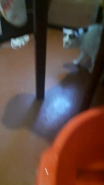 У нас дома живая рыба🐟😐 смотреть онлайн