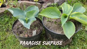 Редкий сорт хосты Paradise surprise #hosta #хоста #сорта #коллекция