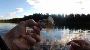 Затерянные озера возле плотины Верхнемакаровского водохранилища. Ловим там спиннингом окуней