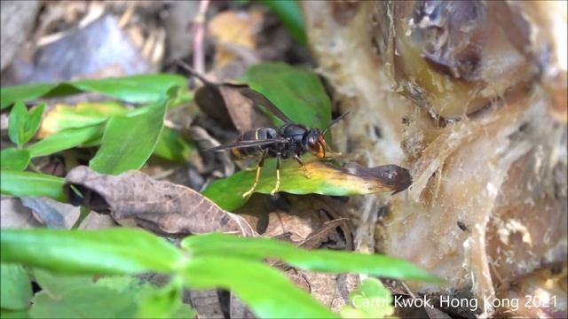 黃腳胡蜂 Yellow-legged hornet смотреть онлайн