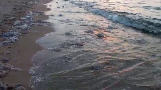 медузы азовское июль 21 смотреть онлайн