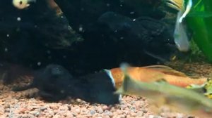 Ancistrus red y ancistrus l181