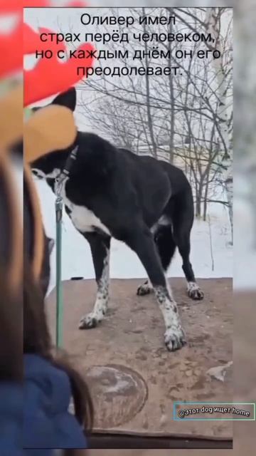 Любовь растопит лёд