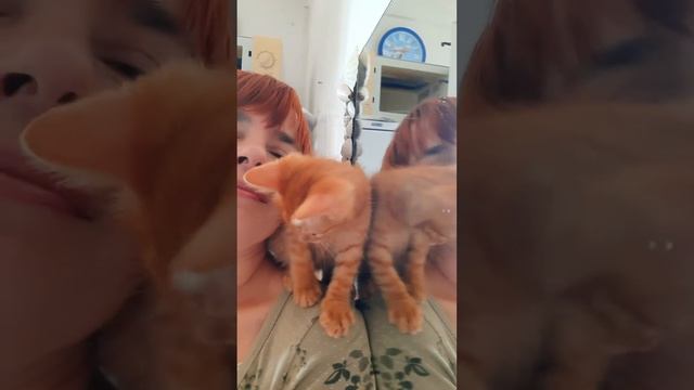 Симба -- рыжее солнышко в моём доме🌞