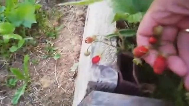 Обзор клубники, земклуники купчиха на 27 июня