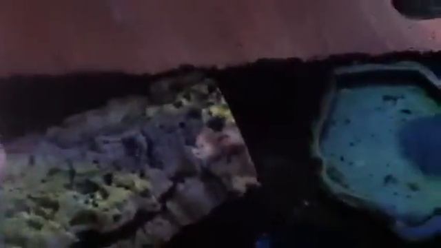 Blaptica dubia the Guyana orange spotted roach setup смотреть онлайн