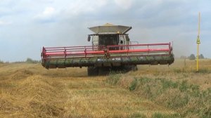 Уборка пшеницы в СПК "Гигант": Claas Lexion 770,760,580,540; МАЗ 6501,5551; МТЗ 1221,82