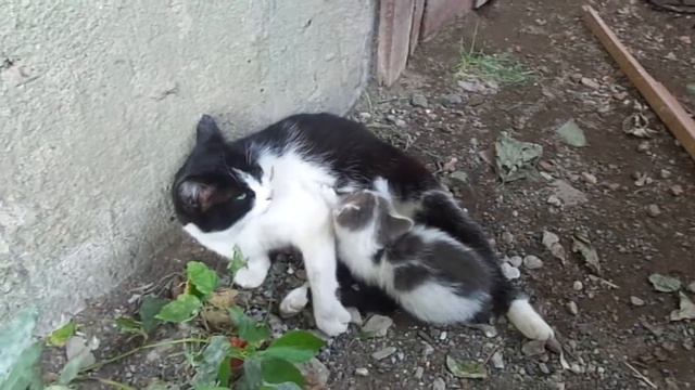 МИМИШНЫЕ ПОДВАЛЬНЫЕ КОТЯТА С МАМОЙ, ДЕТСКИЕ ГОЛОСА ЗА КАДРОМ. смотреть онлайн