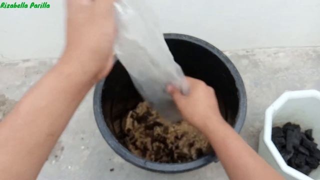 Repotting MONSTERA DELICIOSA смотреть онлайн