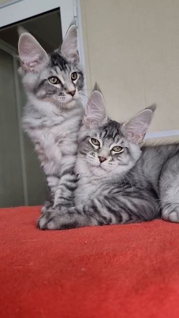 котята мейн кунов из питомника Страна Гулливеров,  gulliver-coon.ru