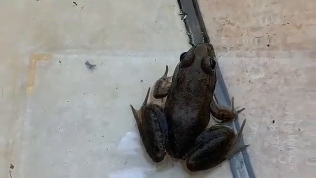 Green Frog Lithobates clamitans