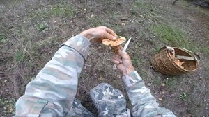 Оторвался по сбору Рыжиков когда рыбка ленилась клевать. Сентябрь 2021.