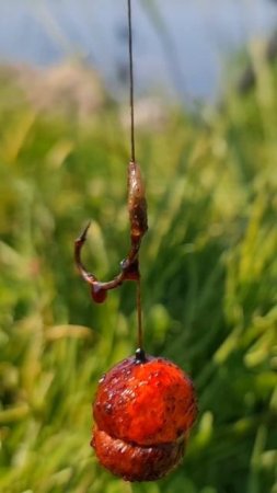 blood hook for carp #carpfishing #карп #рыбалка #карповый #баунти #кораблики #fishing #карп #рыбалк