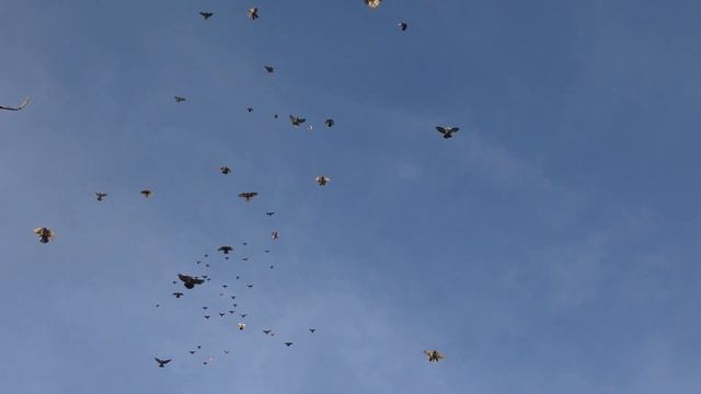 Николаевские голуби Федор Кобаса смотреть онлайн