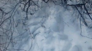 проверка капканов на лису ...