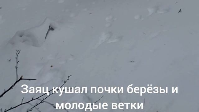 Заячья "трасса"