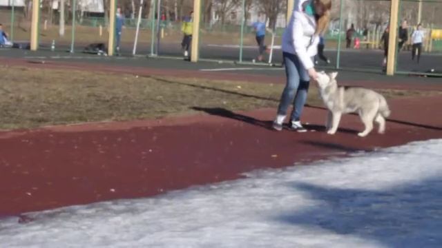 Бельт рысь и стойка смотреть онлайн