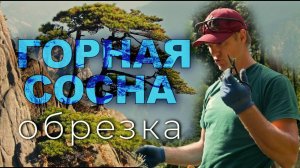 Обрезка горной сосны в парке с Андреем Тихомировым
