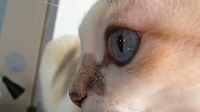 Alisa's eyes 1 смотреть онлайн