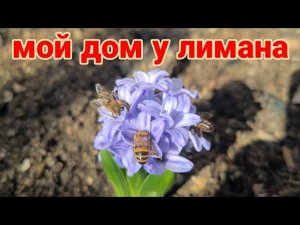 ЕйскПодарок Олега.  Дом у лимана. Наш огород. Высаживаем цветы. Маша температурит. Александровка.