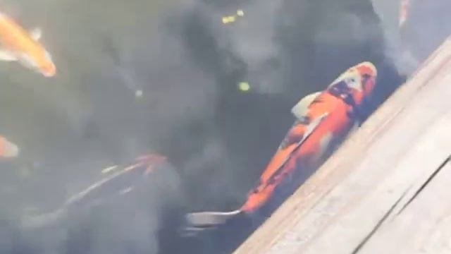 САКУРА ФИЛЬМ 001 смотреть онлайн