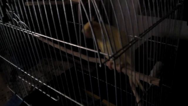 Корелла болтает по своему смотреть онлайн