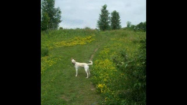 Dingo at the Dog Park.wmv смотреть онлайн