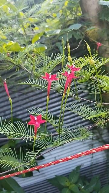 Cyprus vine flowers @funwithplantsandpaper3925 #shorts #youtubeshorts . смотреть онлайн