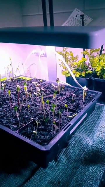 Starting some of my sunflowers inside under grow lights. spring 2022 Canberra cold climate gardenin смотреть онлайн