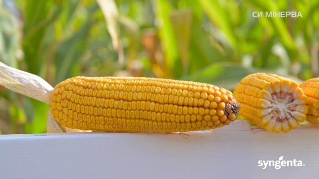 Гібрид кукурудзи 🌽СИ Мінерва ФА0 390