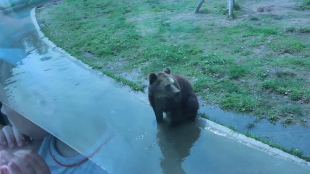 Медведь выпрашивает лакомства