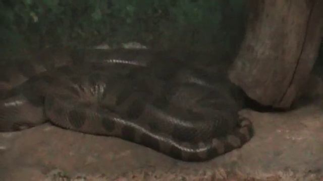 Anaconda (Busch Gardens) (2009) смотреть онлайн