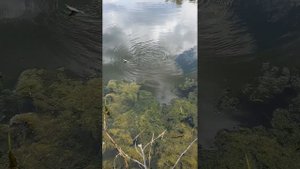 Свечка щуки