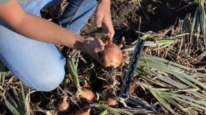 Лук Лоредо F1 26 08 2017