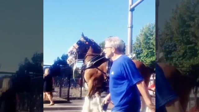 Clydesdales