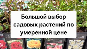 Большой выбор садовых растений по умеренной цене