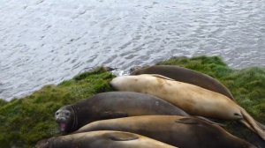 Морские львы
