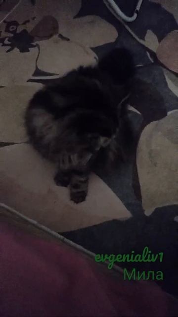 #cat #mila #мила #кошка #красавица  Моя красавица ❤️ попрыгунчик 🐈🤗 любимка😘 смотреть онлайн