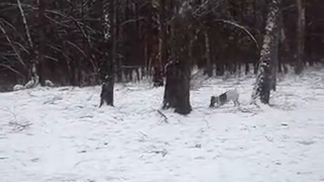 Играем в доганялки! смотреть онлайн