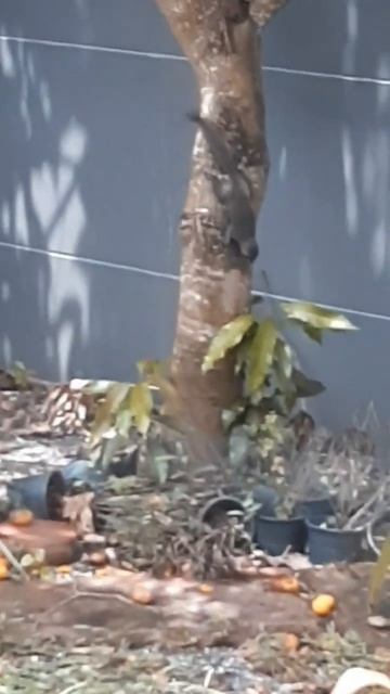 Squirrel & Waterhen playiplaying # present to Rachel # Backyard смотреть онлайн