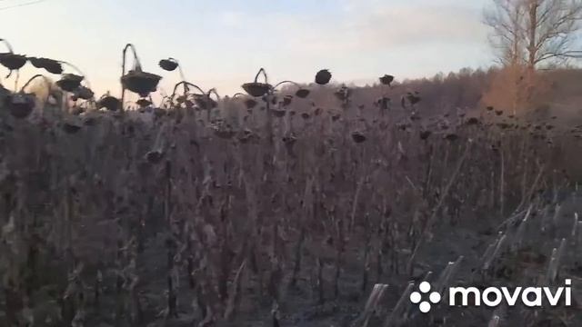 Пізня уборка соняшника. смотреть онлайн