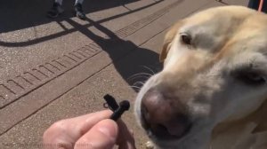 Я пережил 50 часов в Apple Vision Pro (Ryan Trahan) - перевод