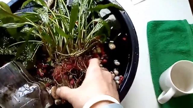 Криптокорина апоногетонолистная. Упаковка для отправки покупателю. смотреть онлайн