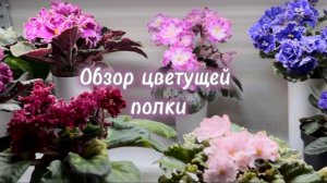 Цветущая полка l